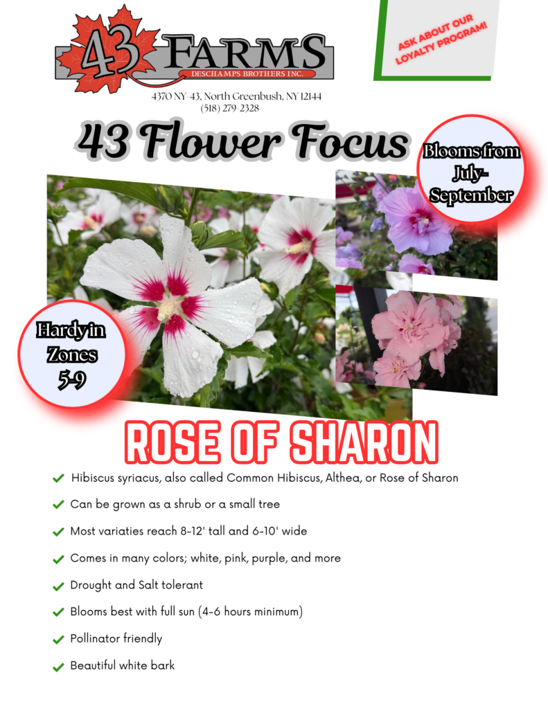 Rose of Sharon