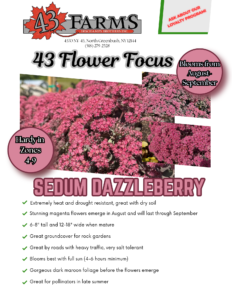 Sedum Dazzleberry