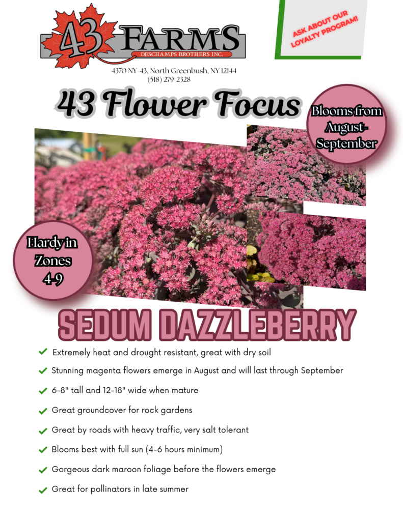 Sedum Dazzleberry