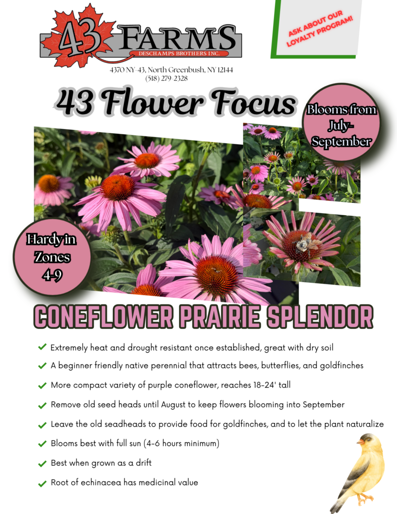 Coneflower Prairie Splendor