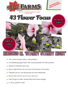 Hibiscus m. 'Starry Starry Night'