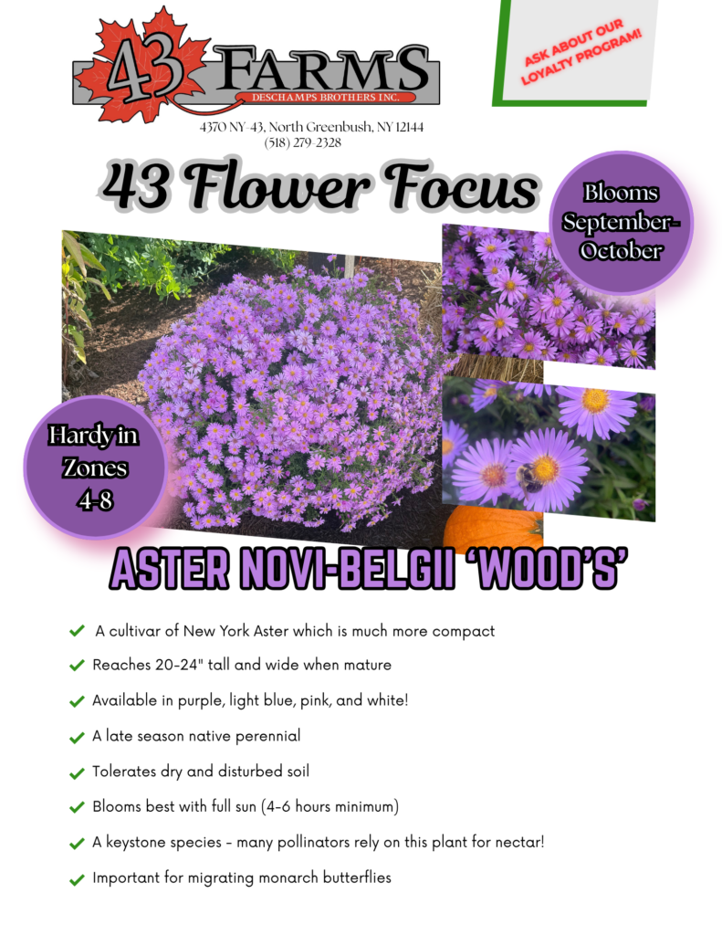Wood's Aster