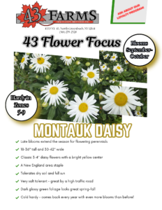 Montauk Daisy