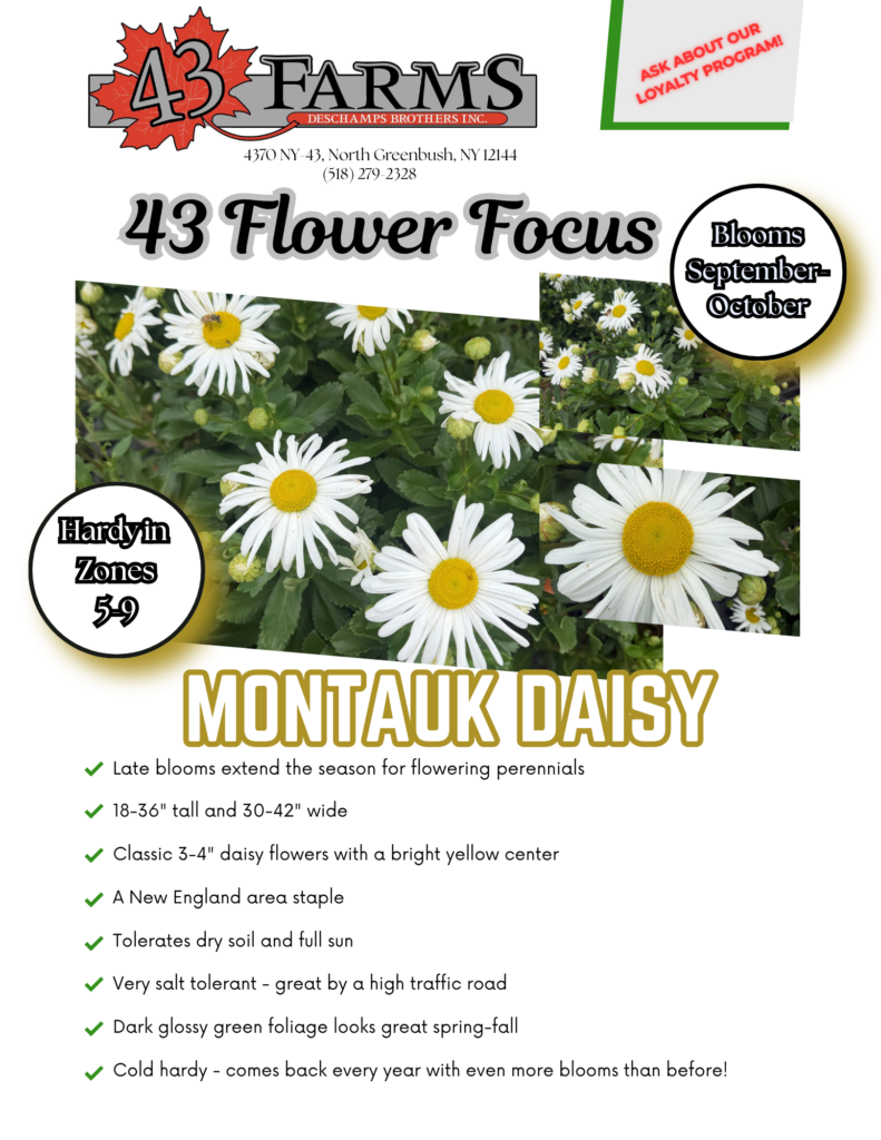 Montauk Daisy