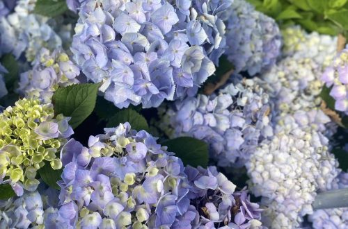 Hydrangea Endless Summer