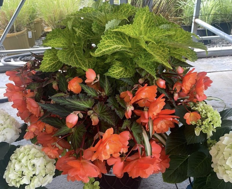 Annual Shade Planter