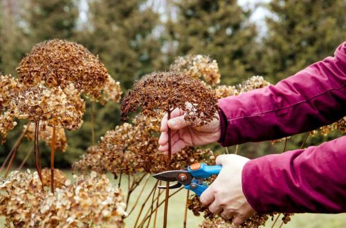 hydrangeas cut back