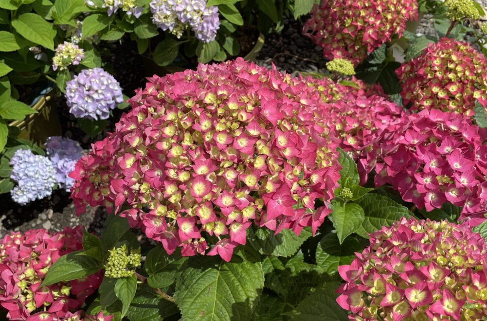 Hydrangea Summer Crush