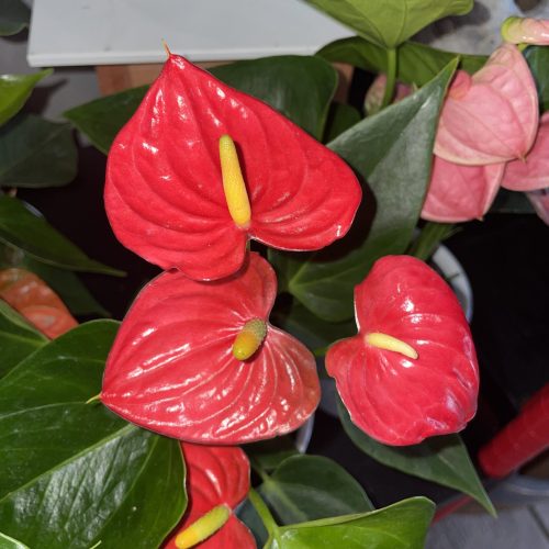 Anthurium