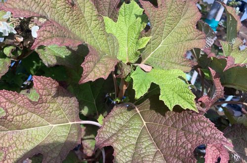 Hydrangea Snow Queen