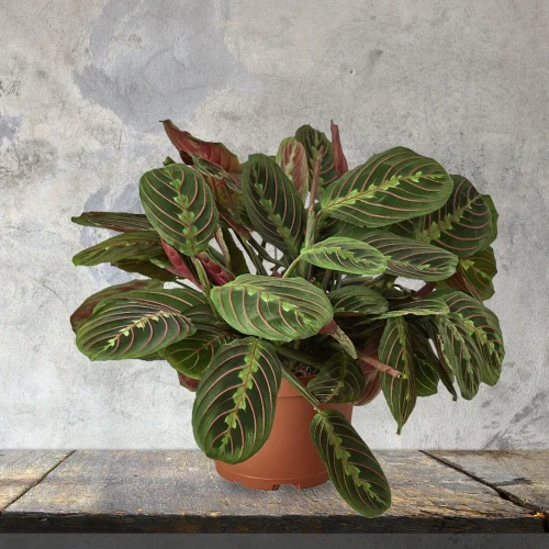 marantaredprayer 06pot