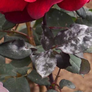 powdery mildew