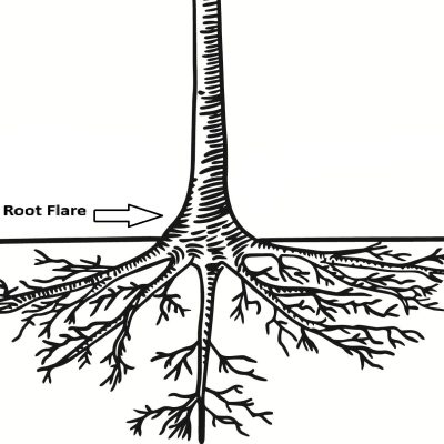 proper root flare