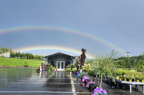 resized 1000020603 16913792649951