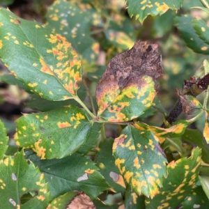 rose rust