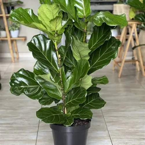 ficus lyrata
