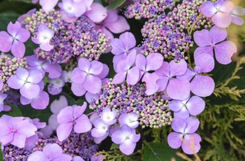 hydrangea serrata mountain hydrangea