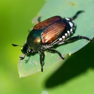 japanesebeetle
