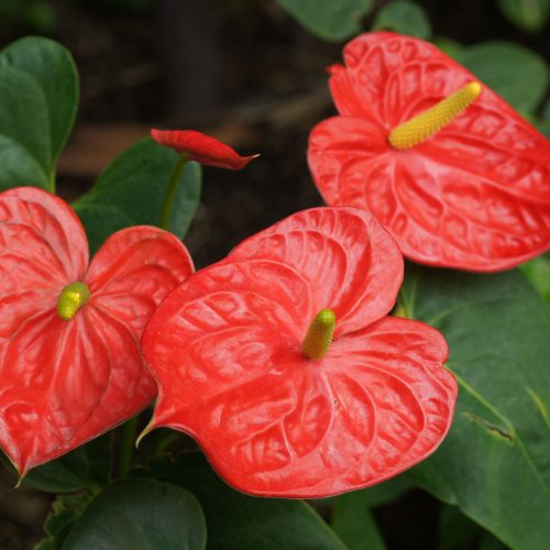 Anthurium