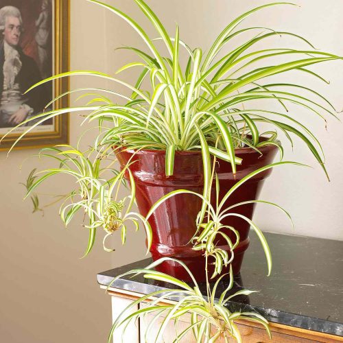 Spider Plant